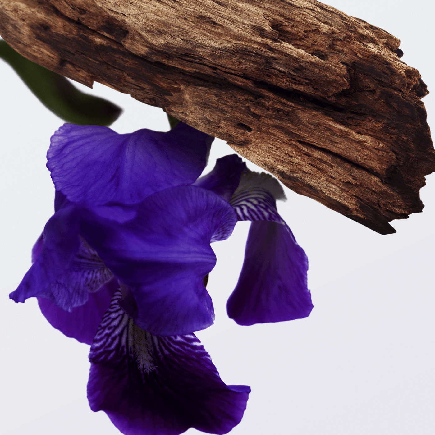 Sensual Wood Diffuser Oil