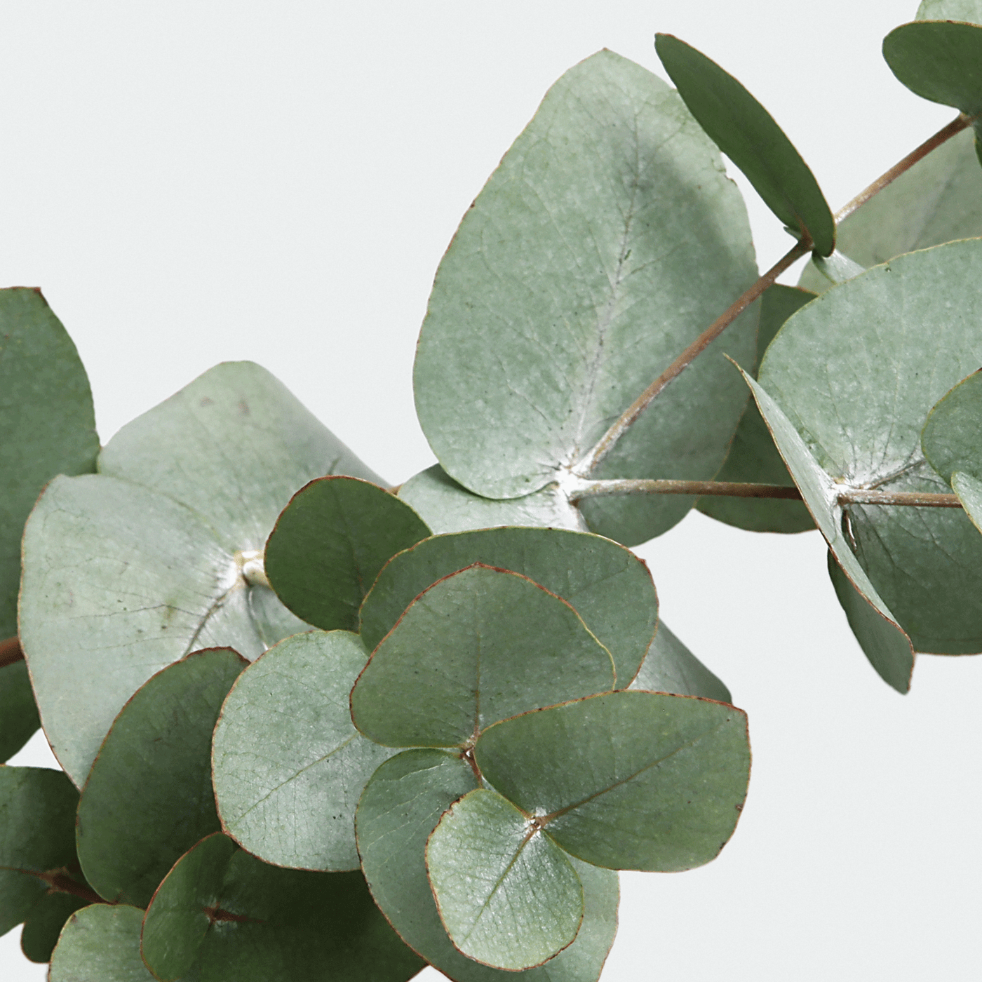 Eucalyptus Diffuser Oil